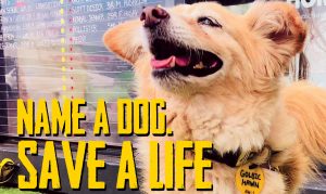 Oscars Arc | Name a dog. Save a life.